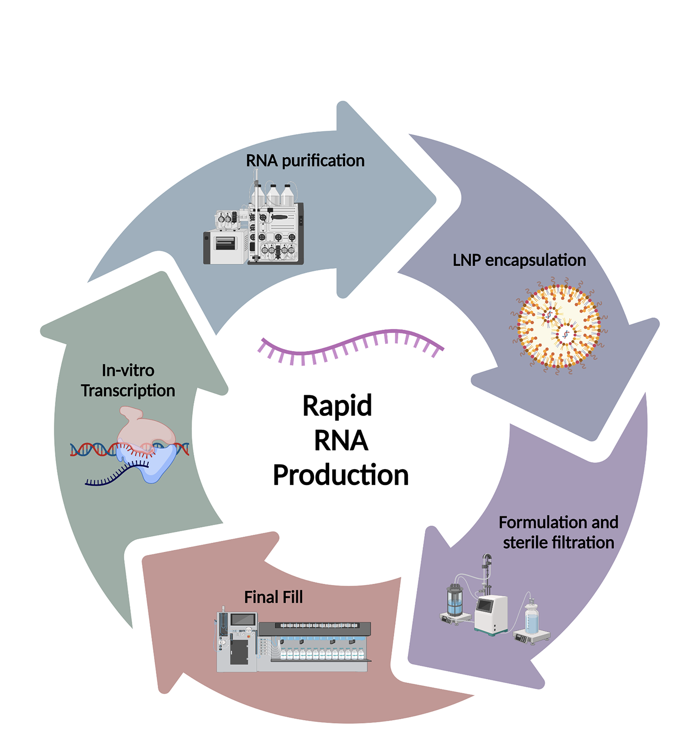 eXmoor-Rapid RNA production.png